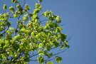 Ein Ast mit Blüten der Buche vor einem blauen Himmel