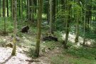 Viele Stämme von Buchen stehen auf einem kleinen Abhang auf einer Waldfläche