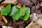 Buchenkeimlinge mit zwei neuen Blättern zwischen Herbstlaub