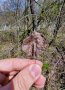 in der linken Hand wird ein braunes Herbstblatt der Wildbirne gehalten