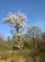 Baum mit vielen weißen Blüten steht vor blauem Himmel
