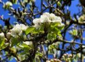 Wildbirnenblüte an einem Ast in Nahaufnahme