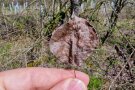 Das braune Herbstblatt einer Wildbirne in den Fingern gehalten