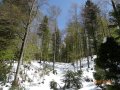 Waldfläche mit unterschiedlich weit ausgetriebenen Buchen