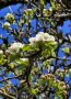 Blüten der Wildbirne an einem Ast mit Blättern