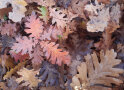 Herbstlaub auf dem Boden einer Ungarischen Eiche