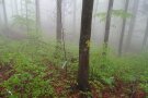 an einem nebligen Tag fotografierte kleine Buchenbäumchen im Wald