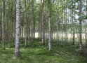 viele Birken stehen auf einer Wiese mit langem Gras