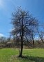 Baum ohne Laub steht vor blauem Himmel auf einer grünen Wiese