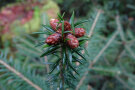 Tannenspitze mit 5 braunen Knospen