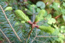 Tannenzweig mit drei geöffneten Knospen