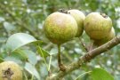 kleine grüne Früchte der Wildbirne an einem Zweig