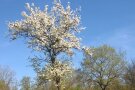 Wildbirnenbaum im Frühling mit weißem Blütenkleid vor strahlend blauem Himmel