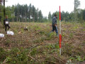 kleine Douglasienpflanzen wurden auf einer Fläche im Wald ausgepflanzt