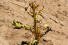 Spitze eines Pappeltriebes mit Verbrennungen an den grünen Blättern