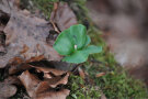 Buchenkeimling zwischen Herbstlaub