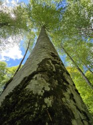 Fagus orientalis_Seho_1