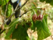 eine frisch ausgetriebene Rotbuchenblüte mit hellgrünen Blättern