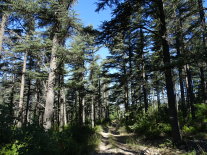 Atlaszeder_Mont Ventoux