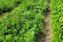 kleine Eichenpflanzen stehen dicht gedrängt in einem Beet