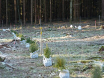 kleine Waldkiefern-Pflanzen in weißen Plastiksäcken stehen in Reihe auf einer Waldfläche