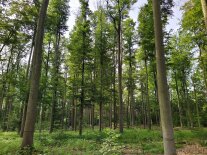 viele gerade Buchen stehen in einem Wald, der Waldboden ist mit kleinen grünen Buchenbäumchen übersäät