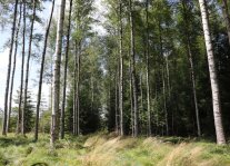 Moorbirken_Foto_A.Hermer