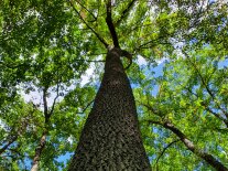 Ein großer Baum mit grünen Blättern und borkiger Rinde vom Stammfuß nach oben in die Krone fotografiert