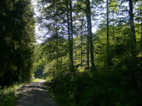 Genressourcen_Waldbild