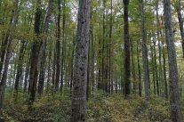 Hainbuchenstamm im Waldbestand
