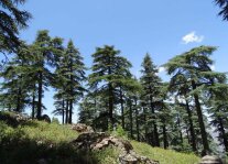 Ein Berghang auf dessen Kuppe große Weißtannen im Sonnenschein stehen