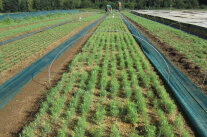SG2_Pflanzgarten_Verschulbeet