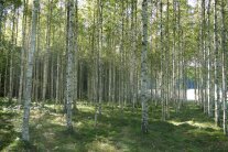 viele Moorbirkenstämme in einem Wald 