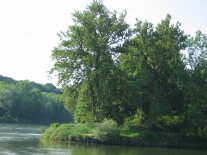 hohe Schwarzpappeln stehen am Ufer eines Flusses