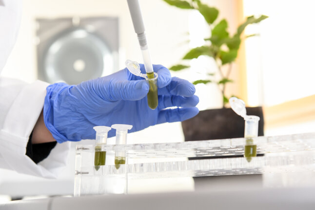 eine Hand mit blauem Handschuh hält ein Röhrchen mit grüner Flüssigkeit mit Pipette