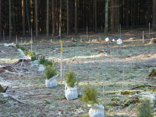 kleine Waldkiefern-Pflanzen in weißen Plastiksäcken stehen in Reihe auf einer Waldfläche