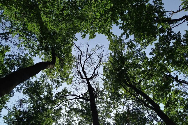 Blick vom Boden in die Baumkronen von grün belaubten Buchen, in der Mitte ein abgestorbener Baum ohne Blätter