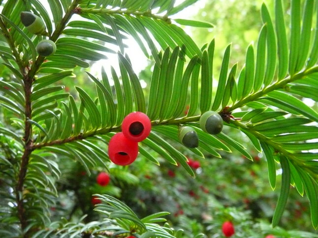 Rote und grüne Beeren der Eibe hängen an einem Zweig