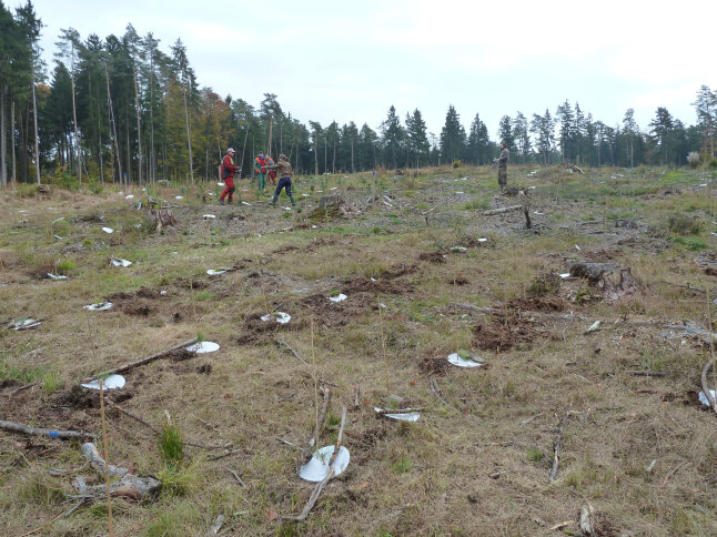 großes Feld mit kleinen gepflanzten Schwarzkiefern im Hintergrund Menschen