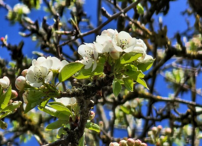 in Nahaufnahme ein Zweig mit hellgrünen Blättern und weißen Blüten