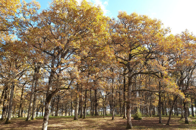 Flaumeichenbestand mit großen Bäumen im Herbstlaub in Frankreich