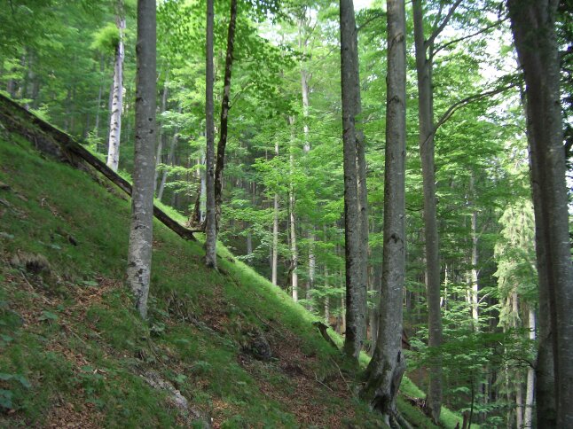 Buchen mit geraden Stämmen, die an einem grünen Hang im Wald stehen