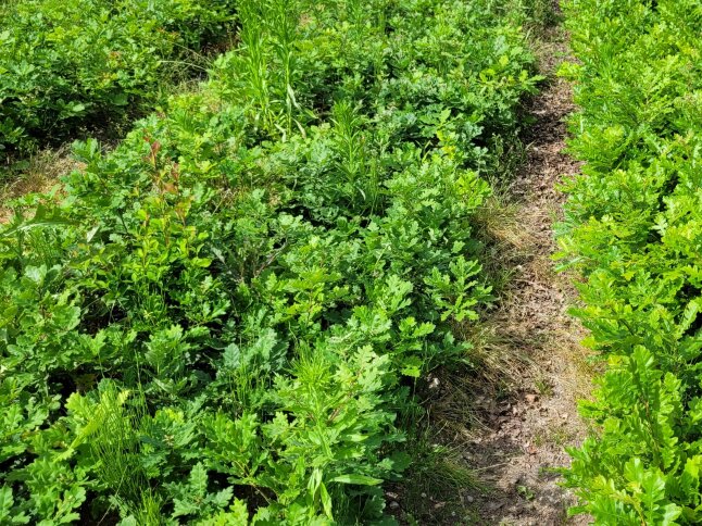 Viele kleine Eichenpflanzen auf einem Beet