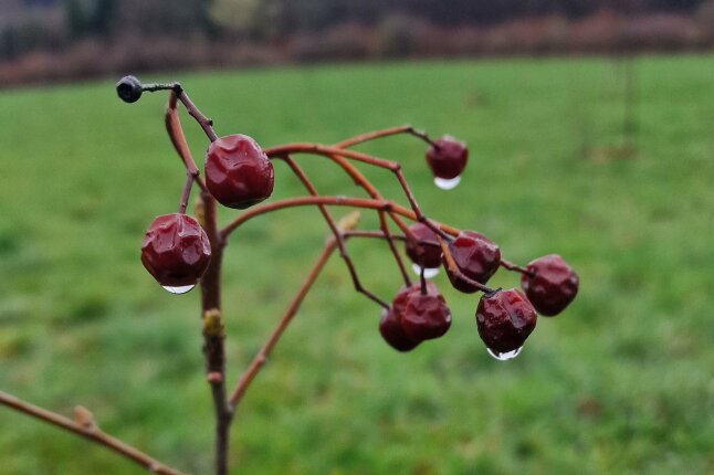 viele runzlige rote Beeren hängen an einem Zweig