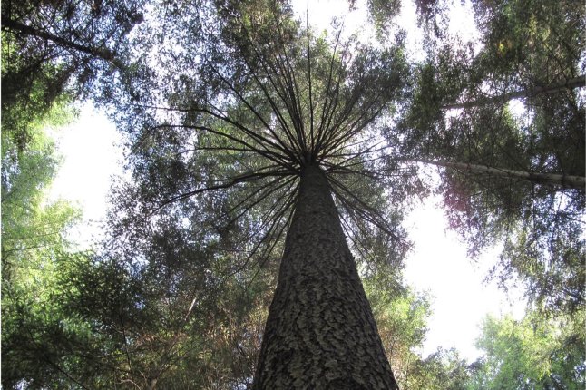 große gerade Douglasie