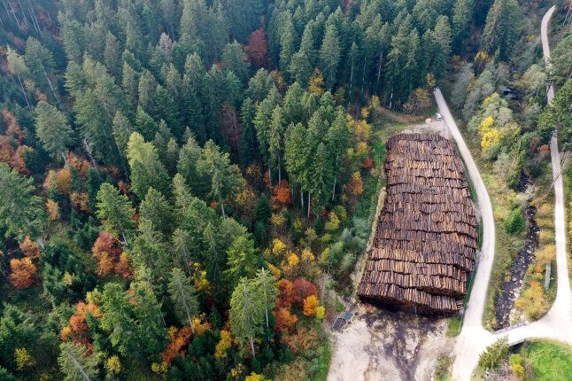 Wald von oben mit Bäumen rechts und einem Holzlager links