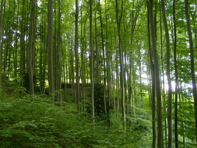 Buchen mit dünnen Stämmen an einem Hang im Wald