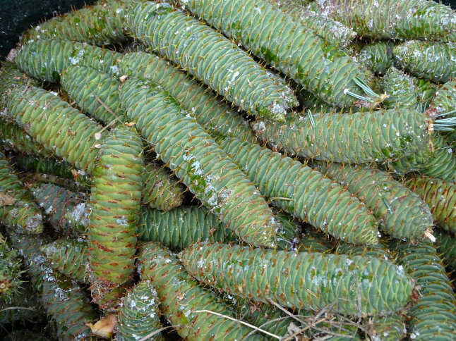 grüne Zapfen der Weißtanne aus der Samenplantage Laufen-Penesöd