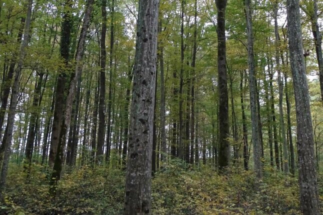 Hainbuchenbestand mit schönen geraden Baumstämmen