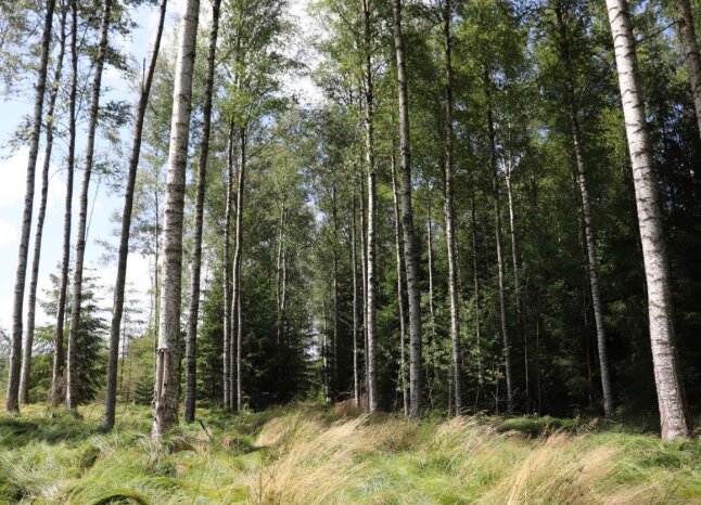 Moorbirken_Foto_A.Hermer